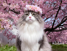 猫写真に癒される「かわいいニャンGP」  【神々しいまでに美猫部門】発表 応募写真はすべて掲載！