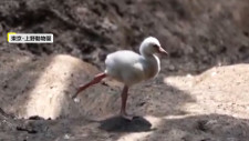 白い赤ちゃん鳥が片足上げてフラフラと…成長するとフラミンゴに！赤ちゃんの時から足上げ練習か　上野動物園