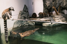 大阪府・吹田市にある水族館「ニフレル」は「感性に触れる」がコンセプト。「お手洗い」の看板に止まるフクロウが名物