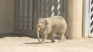 赤ちゃんゾウのタオ　初めての「日向ぼっこ」体重も110kg→462kgへ　札幌市円山動物園
