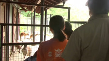 「獣医師になって苦しんでいる動物助けたい」　動物園で夏休み中の小中学生が飼育員のお仕事体験　普段は入れない場所から近距離で触れ合い　盛岡市