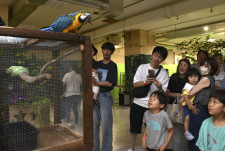 津松菱で「夏のジャングル展」始まる　オオトカゲや世界最大のインコ登場　三重