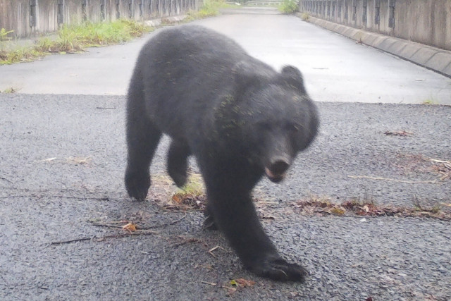 スーパーに侵入したクマ　捕獲も秋田市には駆除に「かわいそう」と抗議の電話が…被害増大も止まぬ“同情論”（女性自身）｜ｄメニューニュース