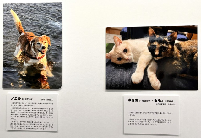 写真とエピソードで伝える「命のつながり」 保護犬・猫のその後を紹介