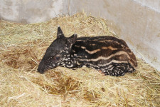 マレーバクの赤ちゃん誕生　静岡・日本平動物園
