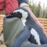 ペンギンが、くちばしで長靴を掴んでバシバシ「可愛い〜♡」いえいえ、これ怒ってるんですって…なぜ？飼育員に聞いた