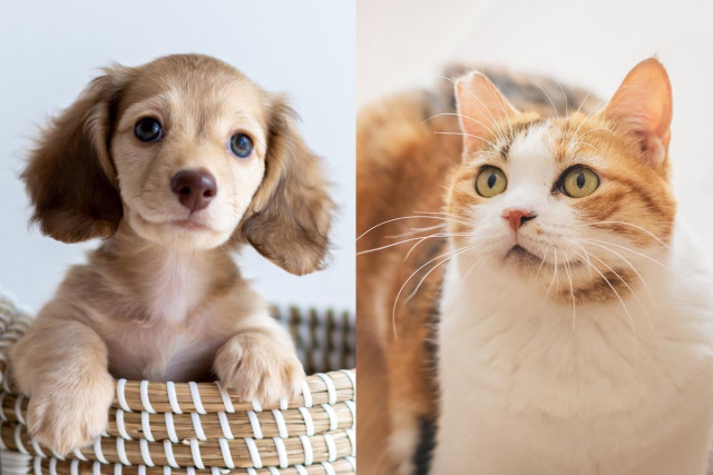 犬と猫、ペットの名前ランキング2026を振り返る
