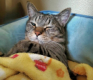 毛布をふわり　お気に入りのベッドでおなかを出して寝ていたキジトラ猫「くぅ」