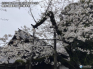 東京の桜は満開秒読み　週末お花見ワンチャンス　来週早くも花散らしの雨風