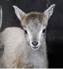 ヤギの仲間、スーチョワンバーラルの赤ちゃんが誕生 金沢動物園で一般公開がスタート〈横浜市青葉区〉