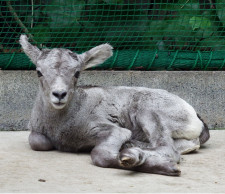 金沢動物園 オオツノヒツジの赤ちゃんの愛称を公式Ⅹで募集 7月21日まで受付中〈横浜市青葉区〉
