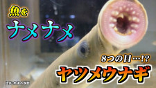 生きた古代魚「ヤツメウナギ」吸盤の口と鋭い歯で “ナメナメ” …ウナギだけど “うなぎ” でない！学芸員に聞いた “知られざる生態”　富山・魚津市