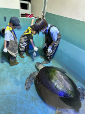 飼育54年 “アオウミガメ” 天国へ　魚津水族館の最長老…7月27日から献花台設置　富山・魚津市