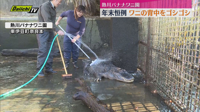 年末恒例】体重150㎏のワニの背中をゴシゴシ バナナ・ワニ園でワニ池の大掃除（静岡・東伊豆町）（静岡第一テレビ）｜ｄメニューニュース（NTTドコモ）