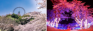 関東屈指！2,500本の桜を楽しめる「さがみ湖桜まつり」3月16日より開催！遊園地ならではの「絶景お花見アトラクション」で非日常体験