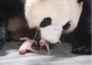 韓国テーマパークのパンダが3年ぶり出産　双子誕生